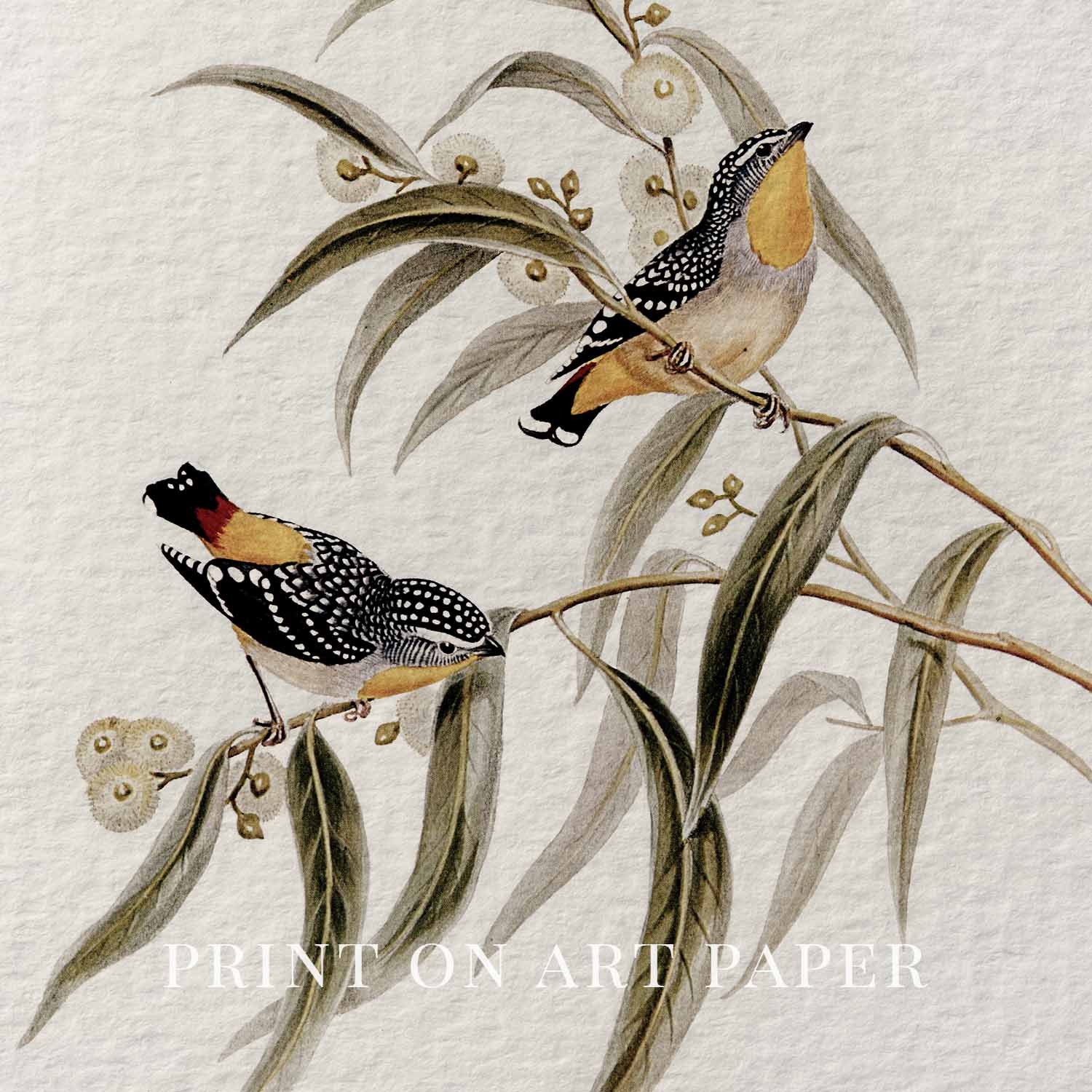 Yellow-Rumped Pardalote Vintage Bird Print Digital Download (Songbird Cottagecore Wall Art)